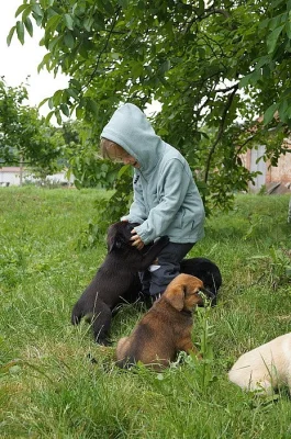 Štěňátka labradora