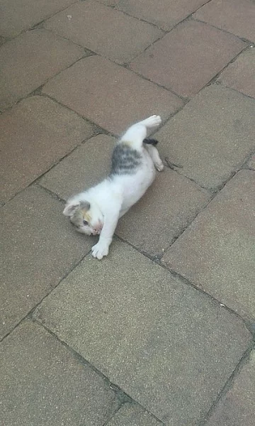 Krásná kočička