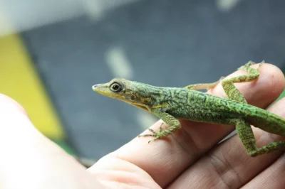 anolis
