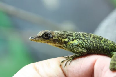 anolis