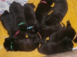 Labradorský retriever s PP- čokoládový