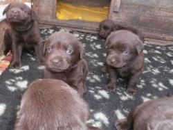 Labradorský retriever s PP- čokoládový