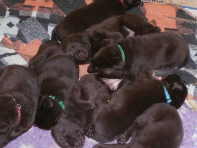 Labradorský retriever s PP- čokoládový