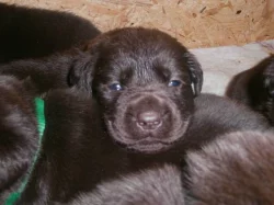 Labradorský retriever s PP- čokoládový