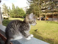 Devítitýdenní koťátka k osvojení
