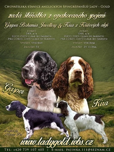 Anglický špringršpaněl s pp