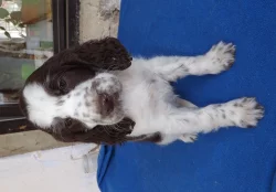 Anglický špringršpaněl s pp