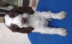 Anglický špringršpaněl s pp