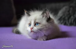 Ragdoll koťátka