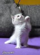Ragdoll koťátka