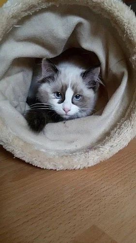 Ragdoll koťátka