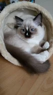 Ragdoll koťátka