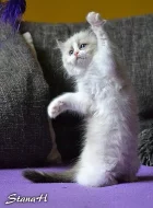 Ragdoll koťátka