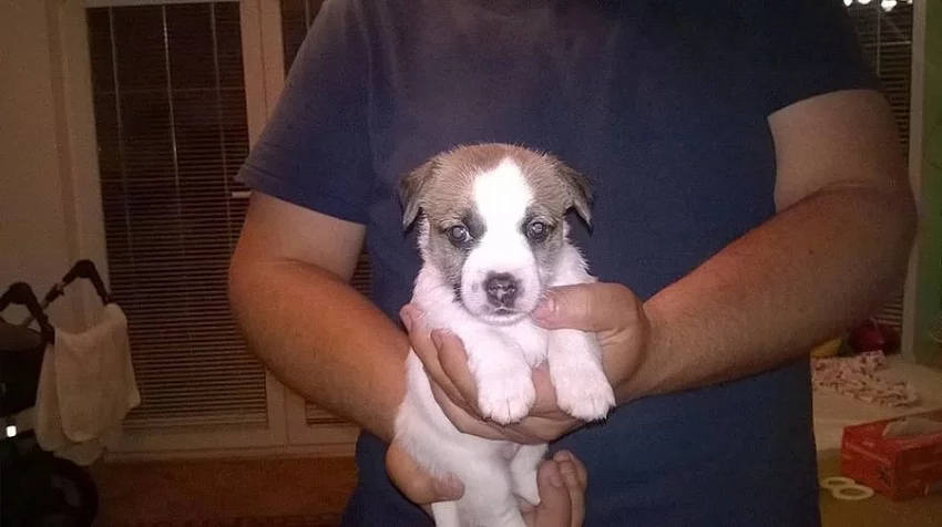 Jack Russell teriér s PP