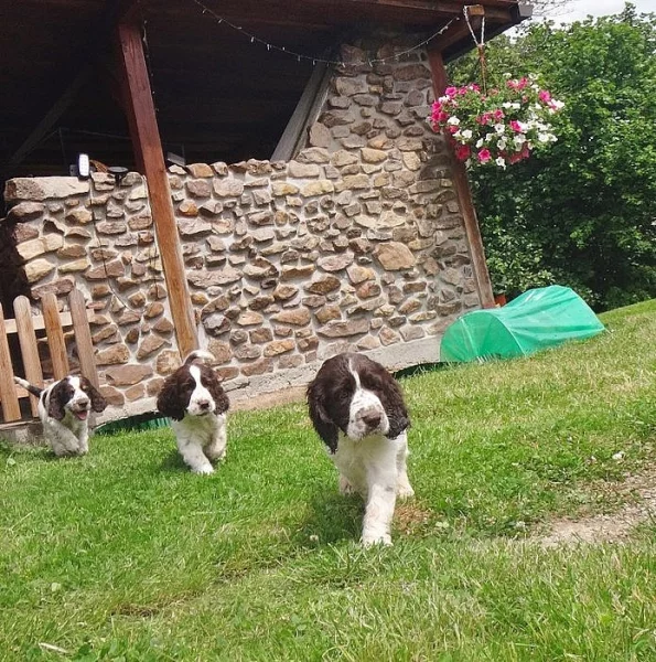 Anglický špringr španěl