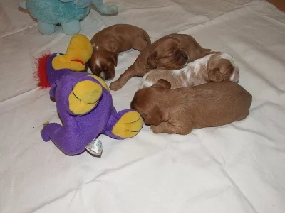 Kavalír king charles spaniel