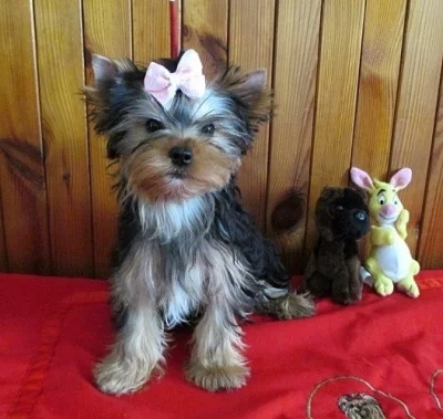 yorkshire terrier s PP
