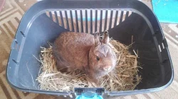 Hledá se ženich pro krytí