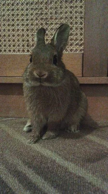 Hledá se ženich pro krytí