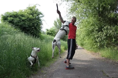Am.stafordšírský teriér - štěňata