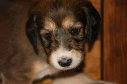 Saluki - Perský chrt