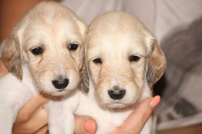 Saluki - Perský chrt