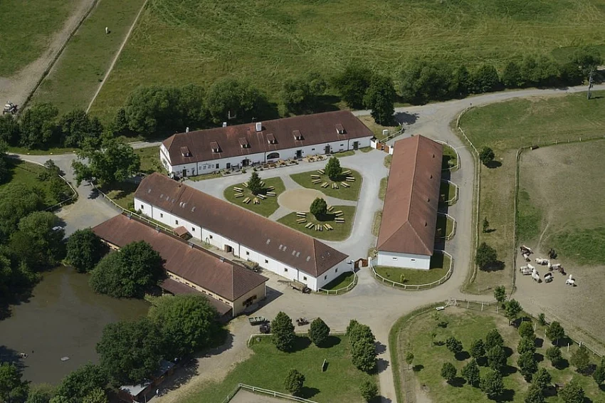 Hřebci a valaši Starokladrubských koní