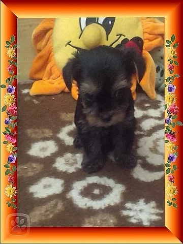 Prodám fenku yorkshire teriér s PP