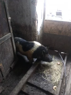 Vietnamské prase chovný kanec