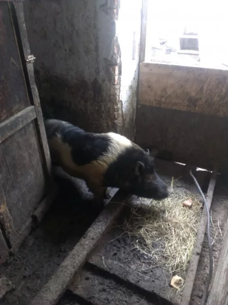 Vietnamské prase chovný kanec