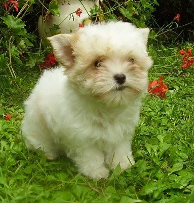 Golddust yorkshire terrier s PP