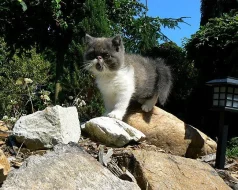 Kocourek - exotický bicolour