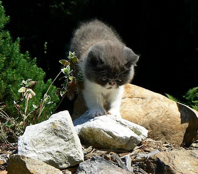 Kocourek - exotický bicolour