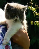 Kocourek - exotický bicolour