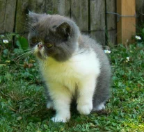 Kocourek - exotický bicolour