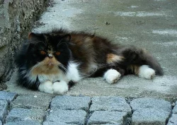 Kocourek - exotický bicolour