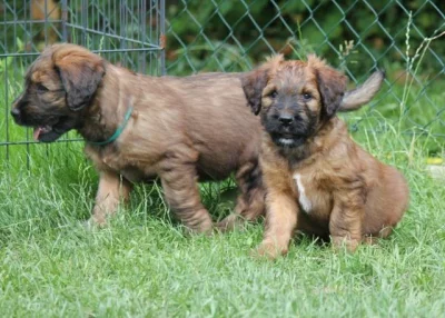 Briardi s PP plavá štěňátka