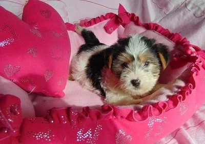 Biewer yorkshire terrier - pejsek s PP