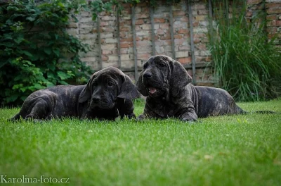 BRAZILSKÁ FILA S PP  žíhaná štěňda