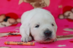 Štěňátka zlatého retrívra s PP