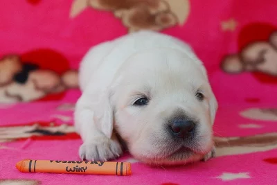 Štěňátka zlatého retrívra s PP