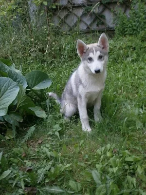 Husky - fenka bez PP
