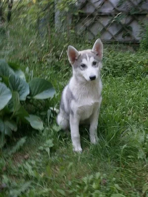 Husky - fenka bez PP