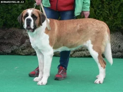 Svatobernardský pes - bernardýn s PP