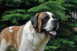 Svatobernardský pes - bernardýn s PP