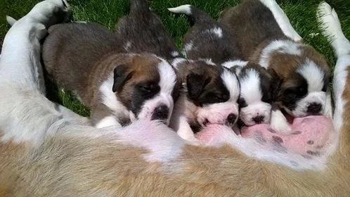 Svatobernardský pes - bernardýn s PP