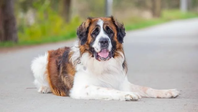 Krycí pes- Moskevský strážní pes FCI