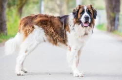 Krycí pes- Moskevský strážní pes FCI