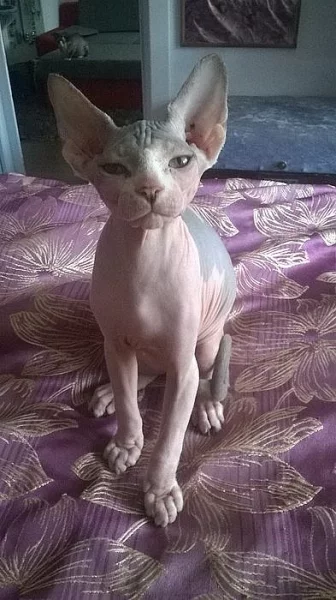 Koťátka kanadský sphynx s PP