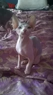 Koťátka kanadský sphynx s PP